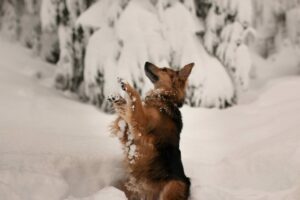 Chien dans la neige